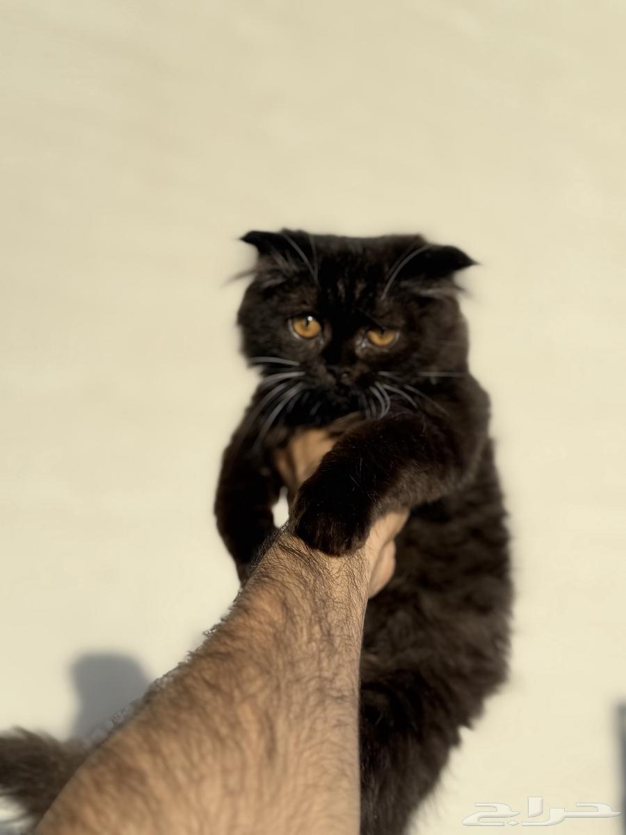 Scottish Black Gray Cat64500340118274111