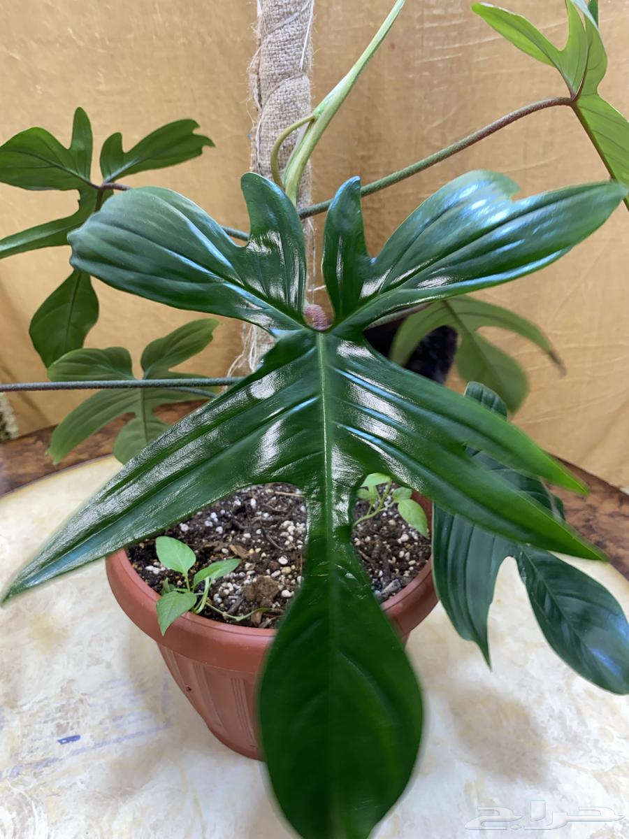 نبات داخلي مميز64501571757569111