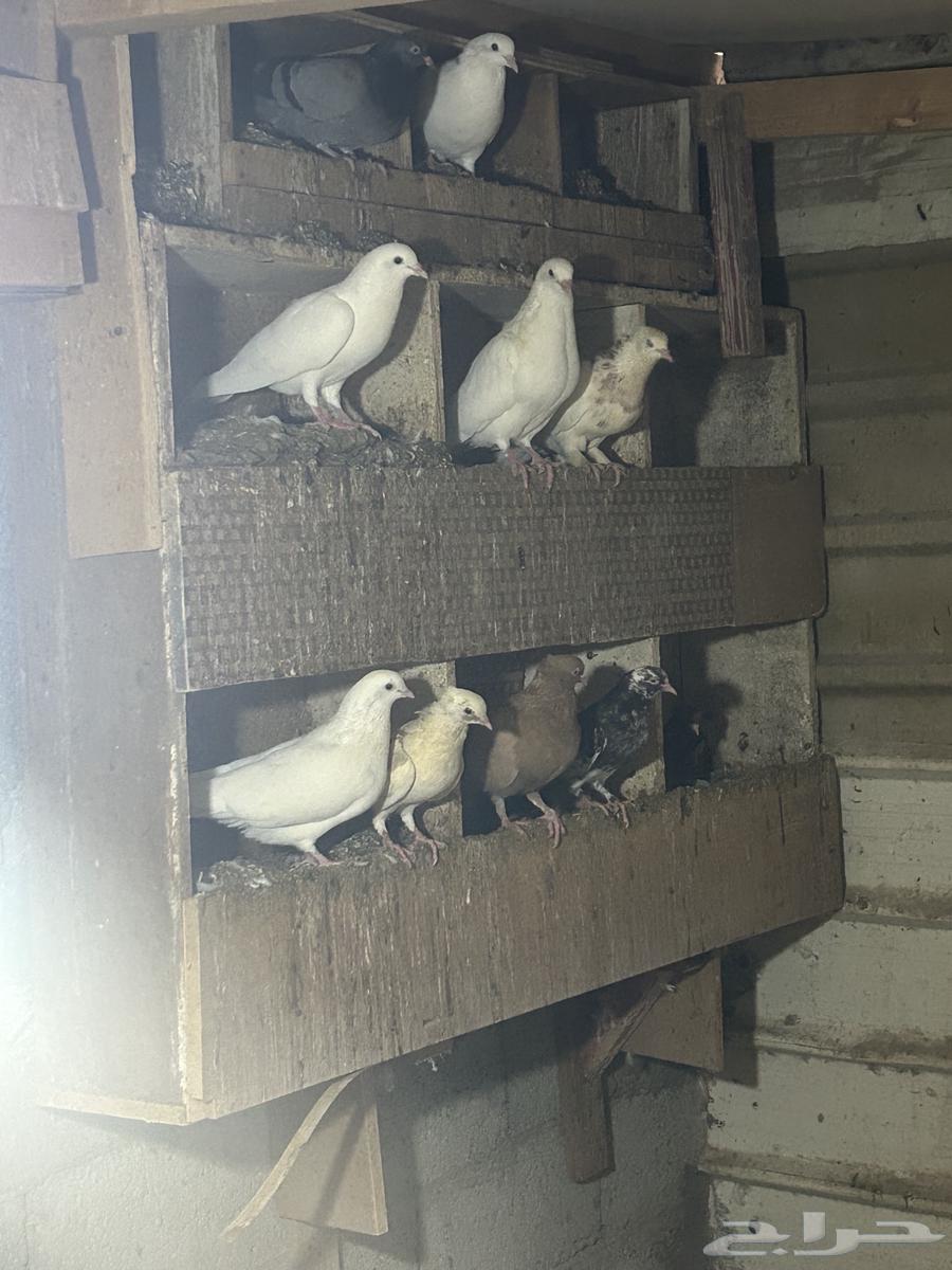 طيور حمام للبيع64497151788801111