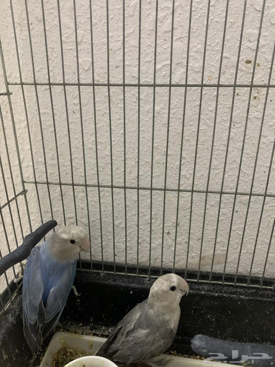 جوز روز منتج والبيع مستعجل السوم من 20064502680006914112