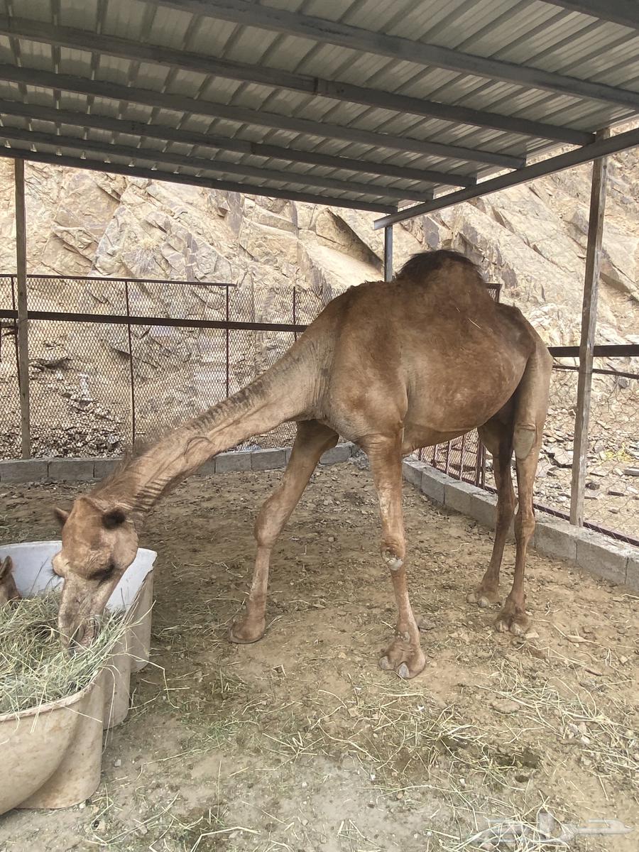 Camel for sale, location Hurayb64497965666434110