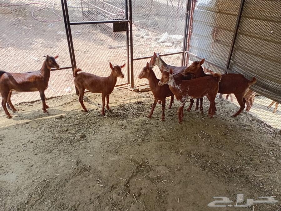 جفار محايليه للبيع64497207199619110