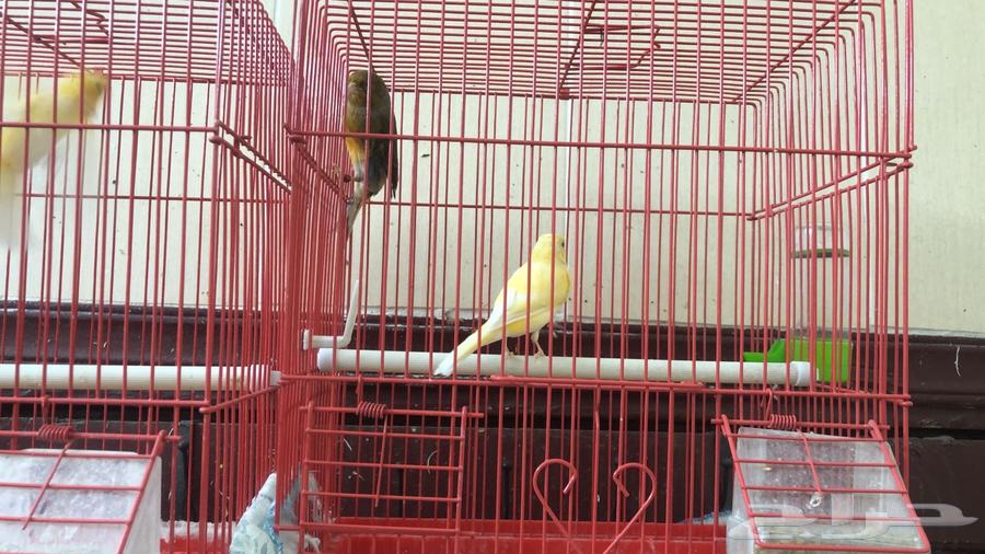 كناري لللبيع64497800131715110