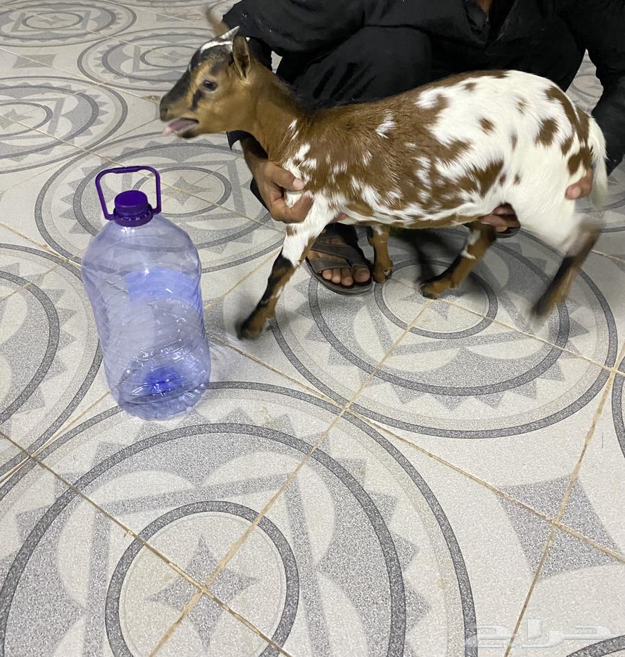 Czech Dwarf Goat (Sold)64502364134529110