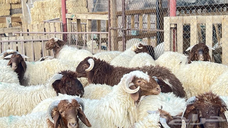 خرفان ناهية فل الفل للمناسبات64499297900803111