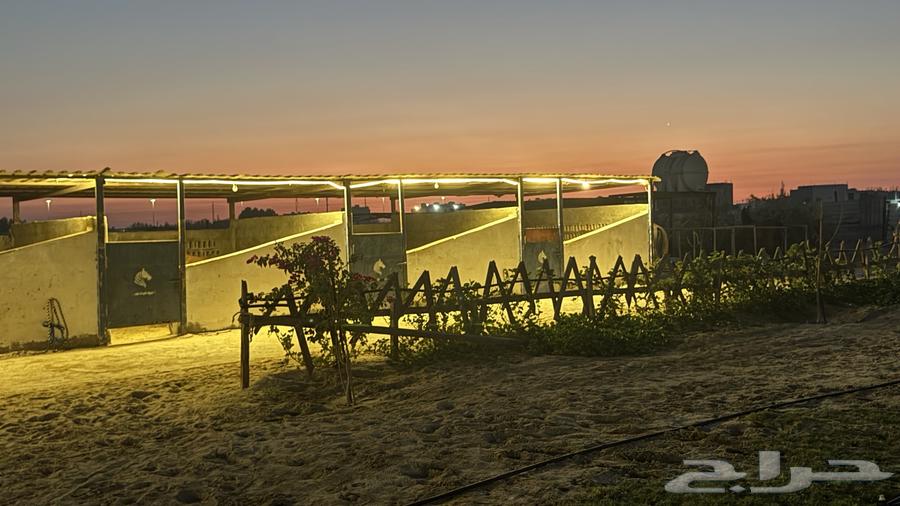 اسطبل متكامل للبيع64500201518465111