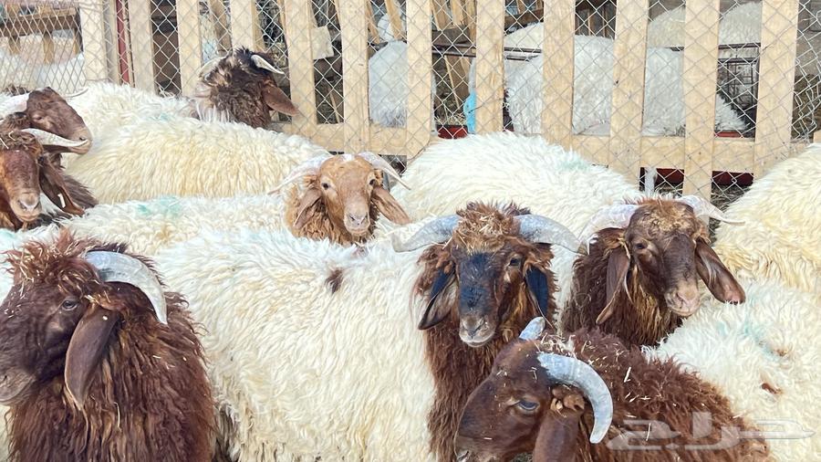 خرفان ناهية فل الفل للمناسبات64499297900803110