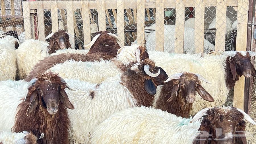 خرفان ناهية فل الفل للمناسبات64499297900803112