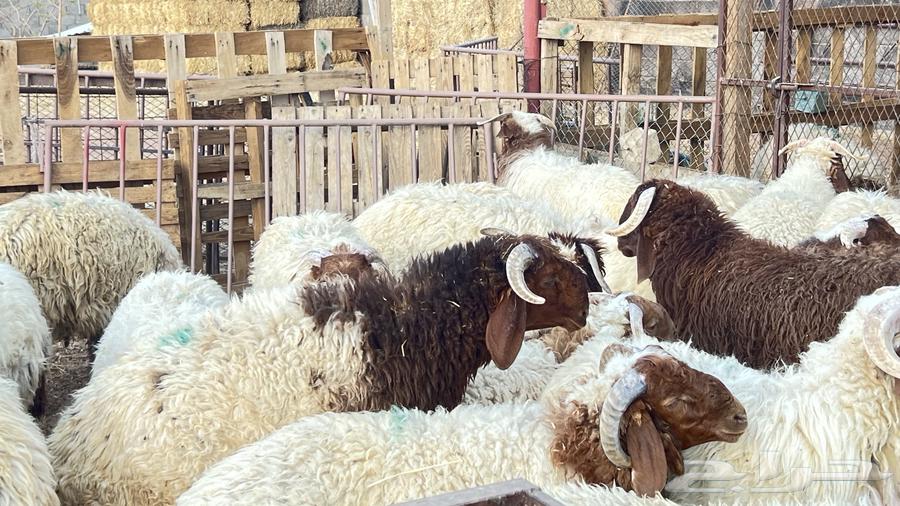 خرفان ناهية فل الفل للمناسبات64499297900803113