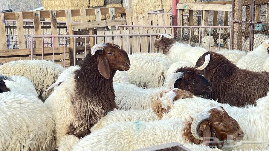 خرفان ناهية فل الفل للمناسبات64499297900803114