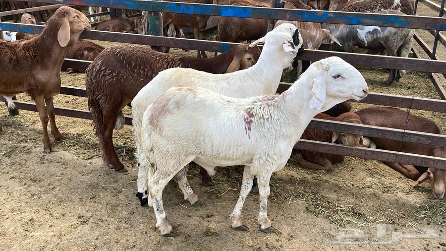 سواكني للبيع64502029241729114