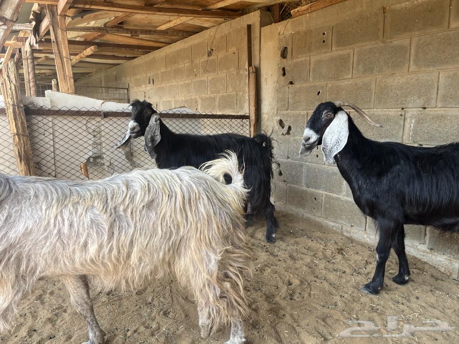 Goats with defects.. Sold64499563357954114