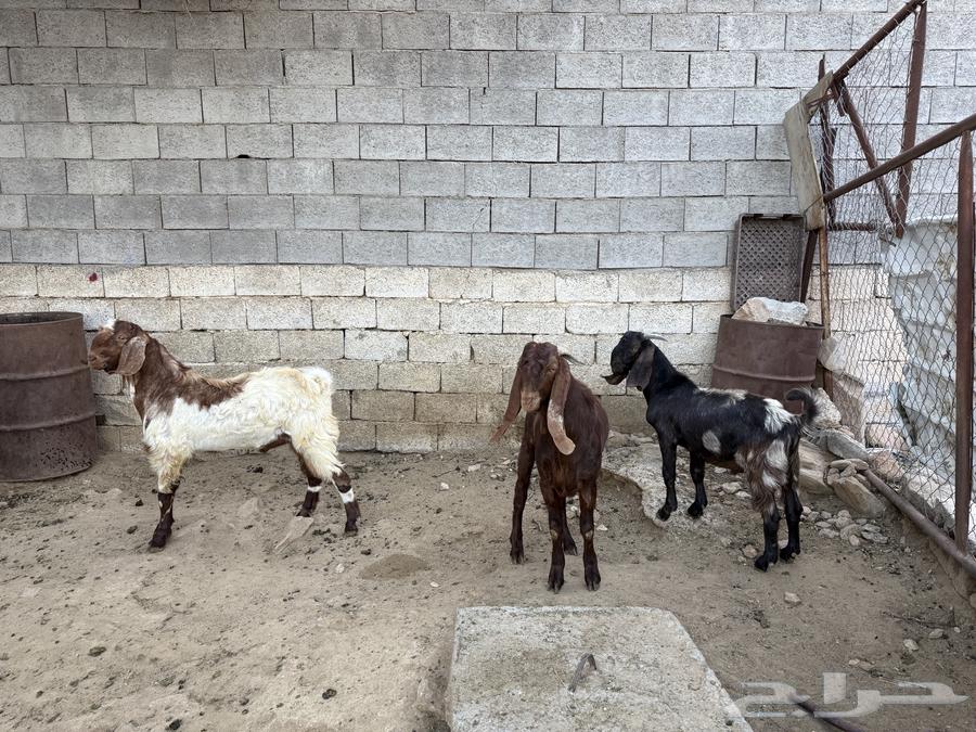 تيوس للبيع64500644107522113