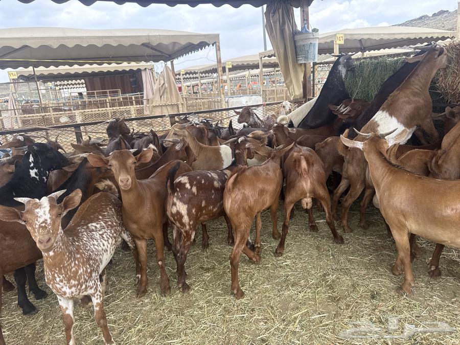 ذبايح للبيع ومناسبات64497399910658111