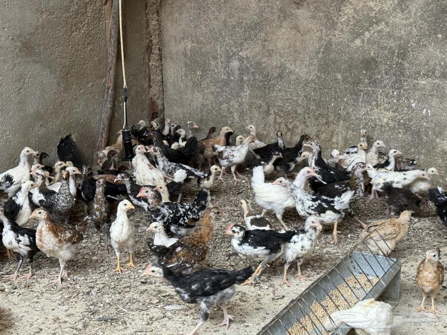 فروخ ماكنتوش و تركي فواخر64498396776066113