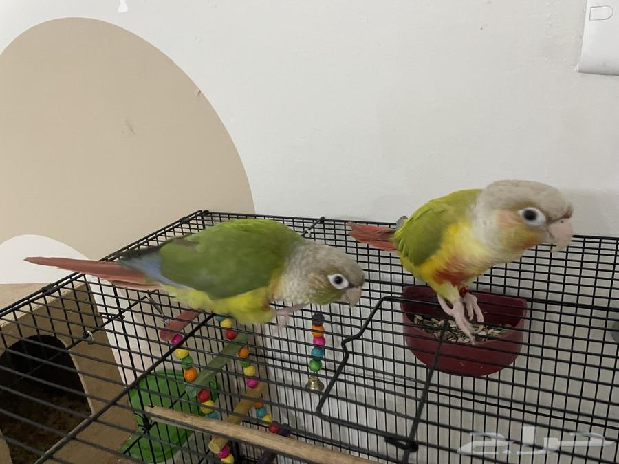 Pineapple Senior Pair, Very Friendly and Playful, DNA Analyzed64496502291969110