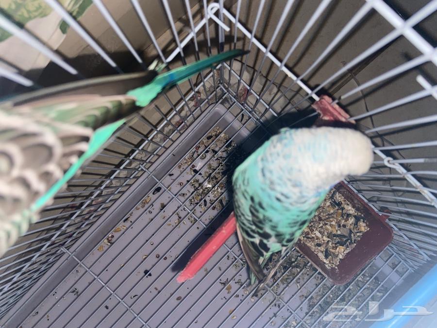 طير روز و 2 طير بادجي بياض64498536381827114