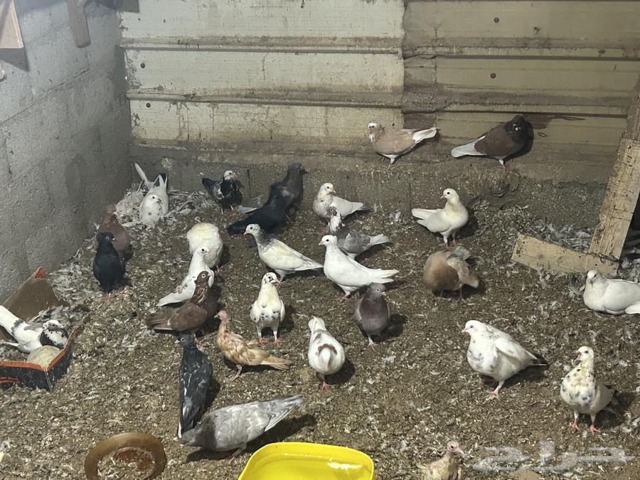 طيور حمام للبيع64497151788801110