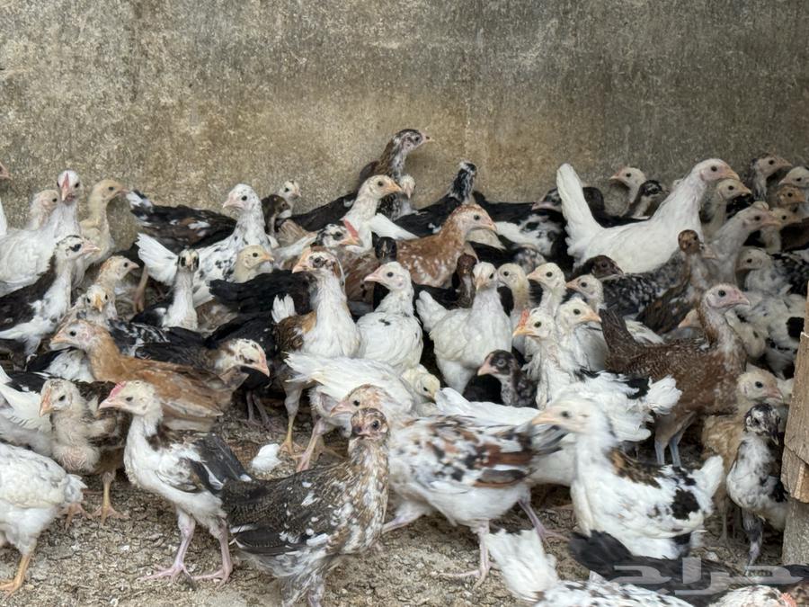 فروخ ماكنتوش و تركي فواخر64498396776066110