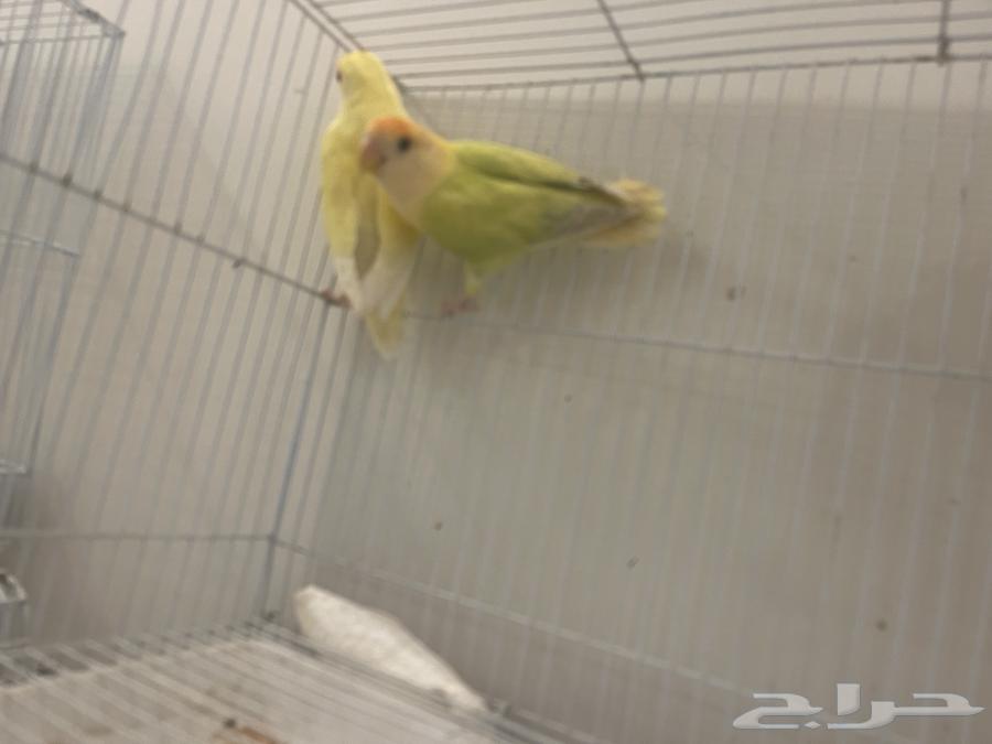 جوز روز منتج64498924129666110