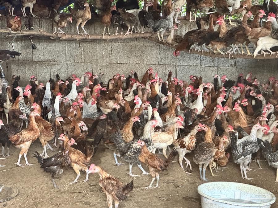 Local and Fayoumi roosters, 3 months old for sale64420837304705110