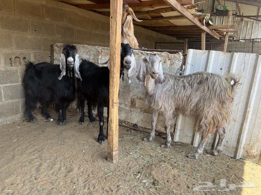 Goats with defects.. Sold64499563357954113