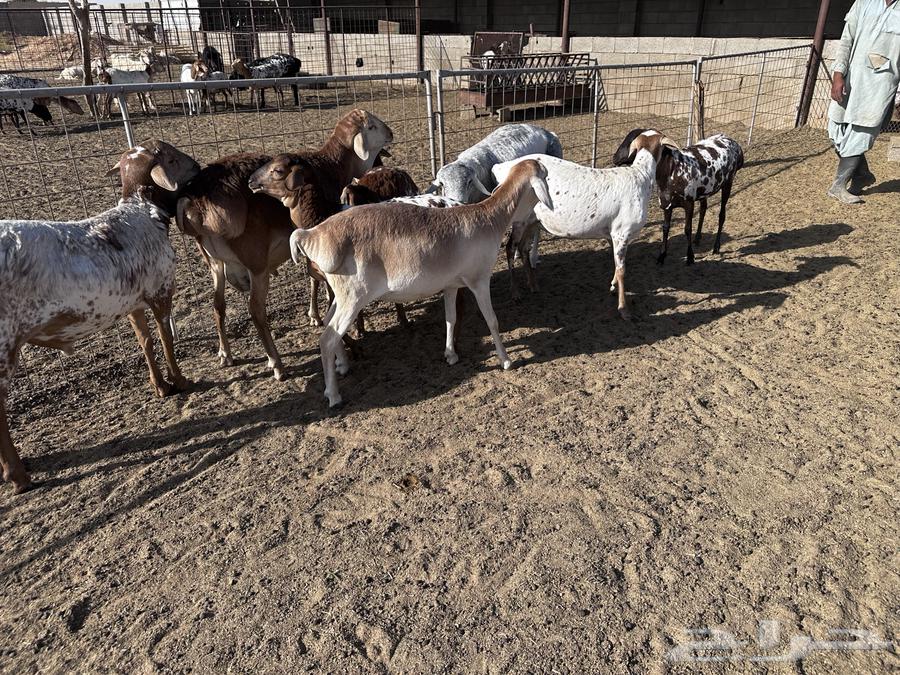 رخال وطليان برابر ولاد الديرة- تم البيع64502060116611111