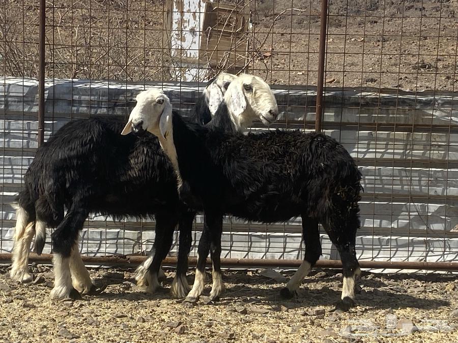 نعاج نجد صنف64496447509121112