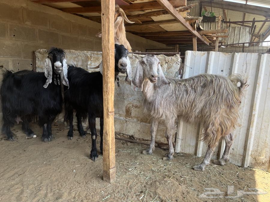 Goats with defects.. Sold64499563357954110