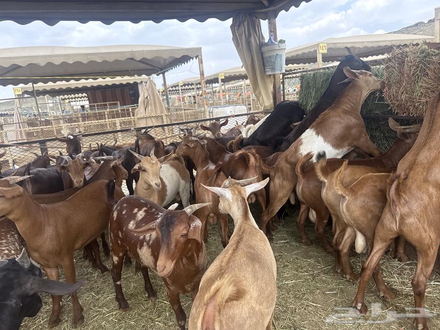 ذبايح للبيع ومناسبات64497399910658112