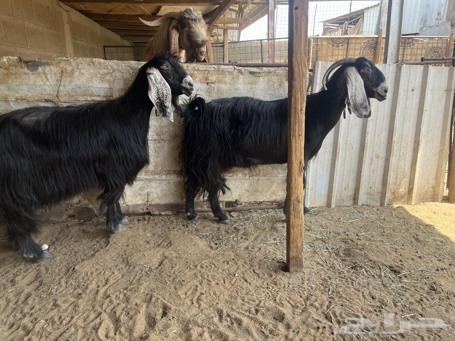 Goats with defects.. Sold64499563357954112
