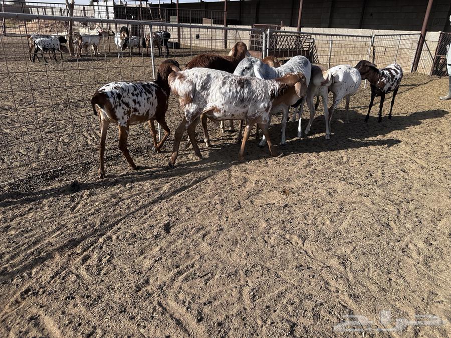 رخال وطليان برابر ولاد الديرة- تم البيع64502060116611113