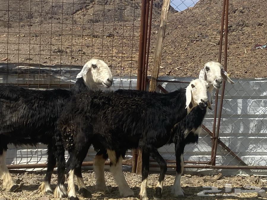 نعاج نجد صنف64496447509121113