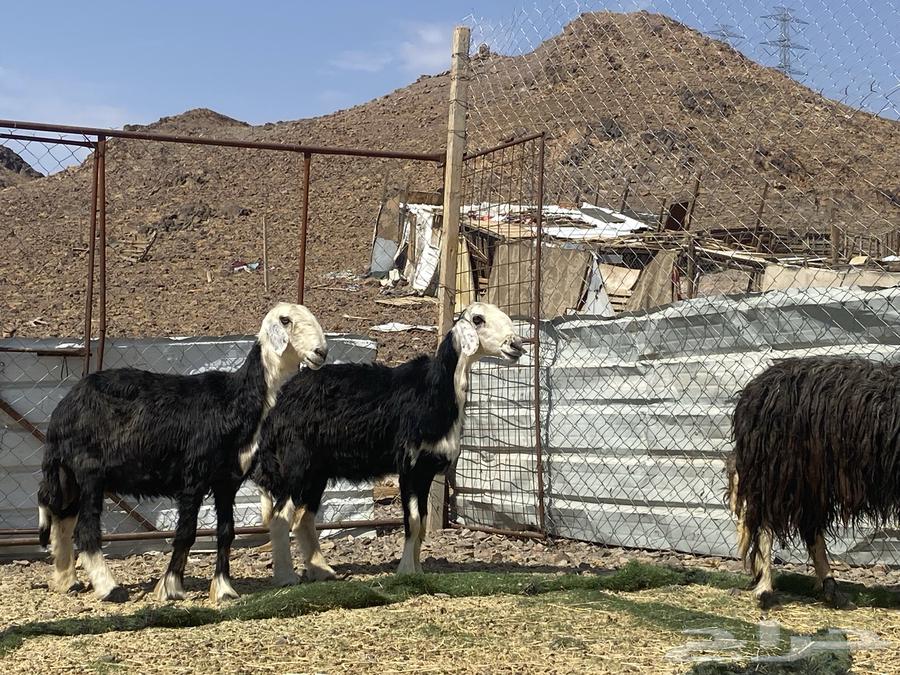 نعاج نجد صنف64496447509121110