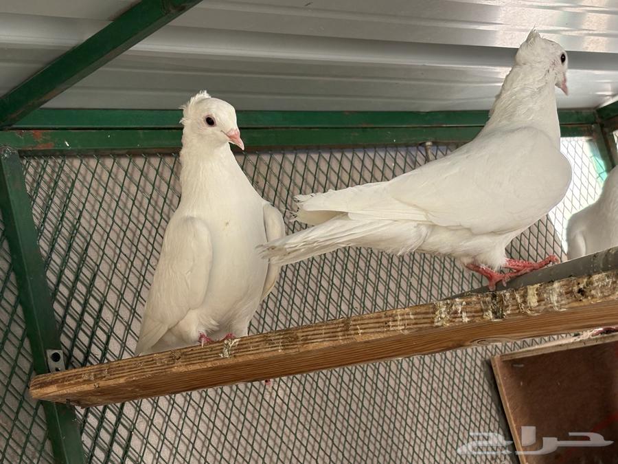 للبيع حم ام هزاز ابيض صافي جوز وذكر64497634500098111