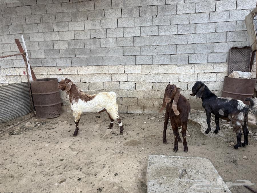 تيوس للبيع64500644107522112