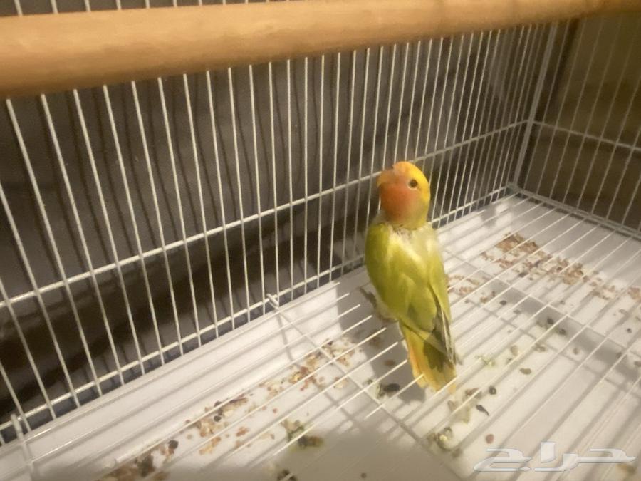 فرخ روز للبيع64498729059203110