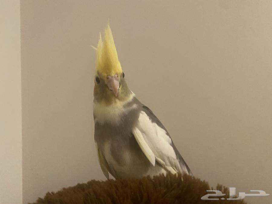 Crowan Bird64500077872513112