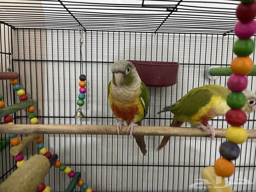 Pineapple Senior Pair, Very Friendly and Playful, DNA Analyzed64496502291969111