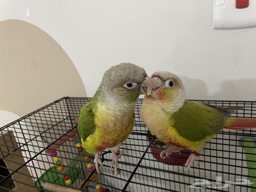 Pineapple Senior Pair, Very Friendly and Playful, DNA Analyzed64496502291969112