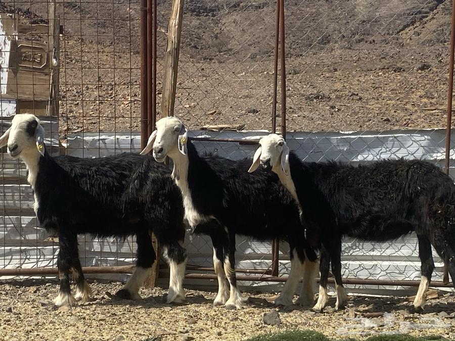 نعاج نجد صنف64496447509121114