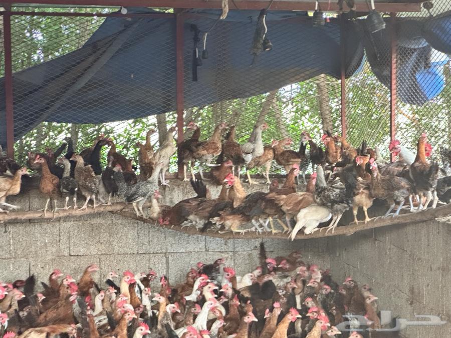 Local and Fayoumi roosters, 3 months old for sale64420837304705113