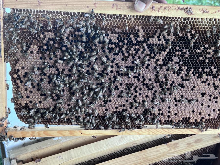 نحل افرنجي بلدي64500339987073110