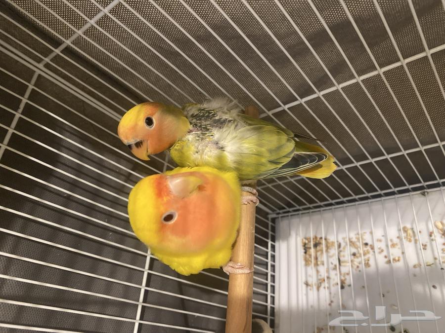 فرخ روز للبيع64498729059203111