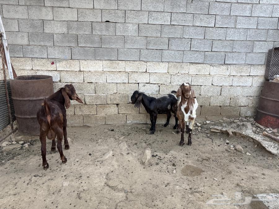 تيوس للبيع64500644107522111