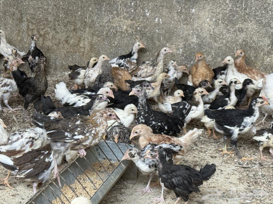 فروخ ماكنتوش و تركي فواخر64498396776066111