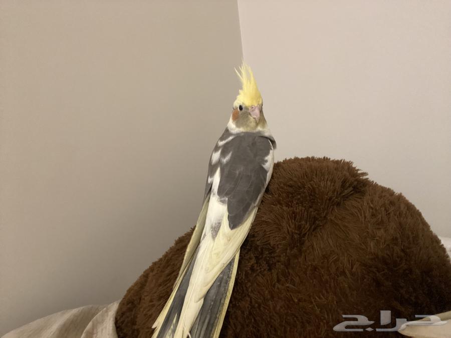 Crowan Bird64500077872513110