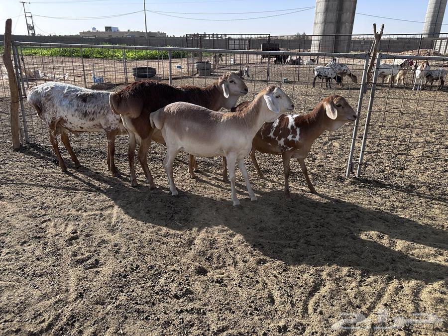 رخال وطليان برابر ولاد الديرة- تم البيع64502060116611110