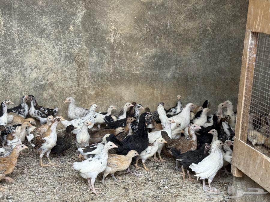 فروخ ماكنتوش و تركي فواخر64498396776066114