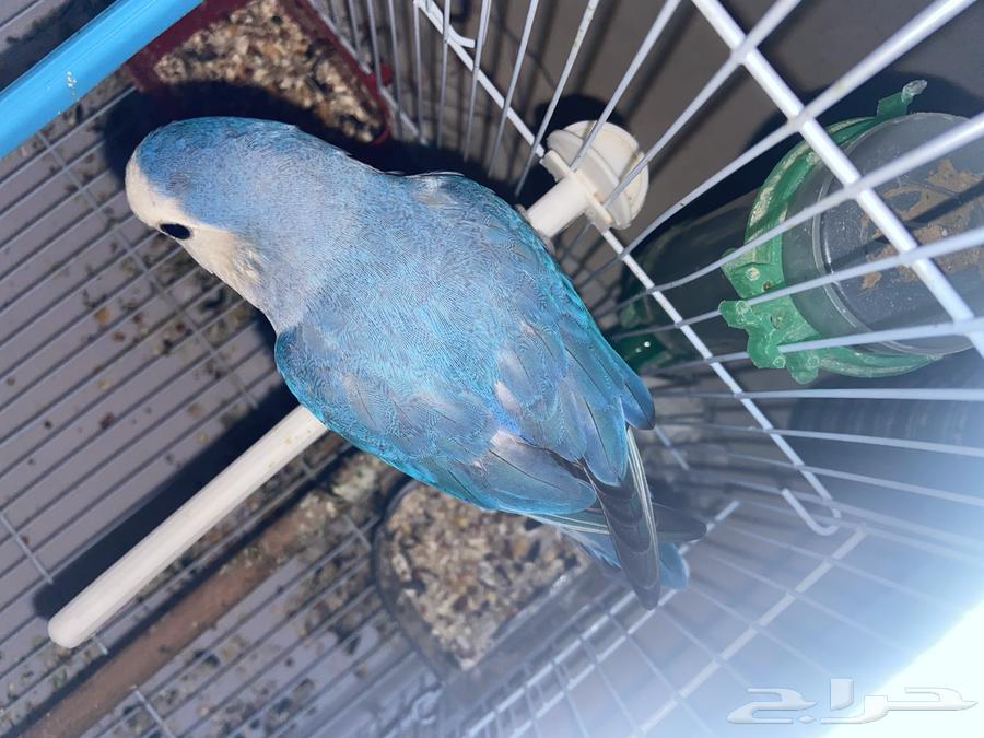 طير روز و 2 طير بادجي بياض64498536381827113